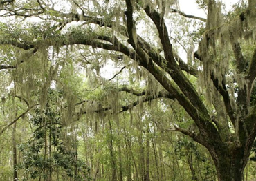 Spanish Moss -  New Orleans - Risk Tree Service