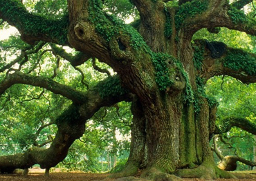live oak -  New Orleans - Riks Tree Service