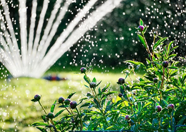 watering the garden -  New Orleans - Risk Tree Service