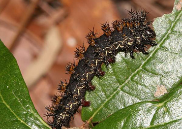 Buck moth caterpillar in a leaf