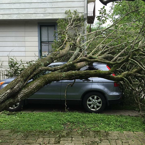 Tree Crushes Car -  New Orleans