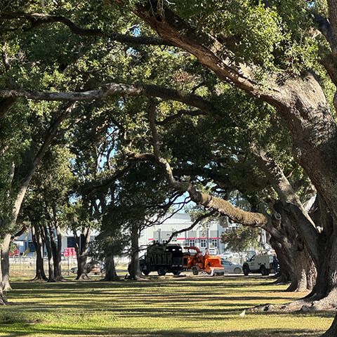 Workers Planting Tress -  New Orleans