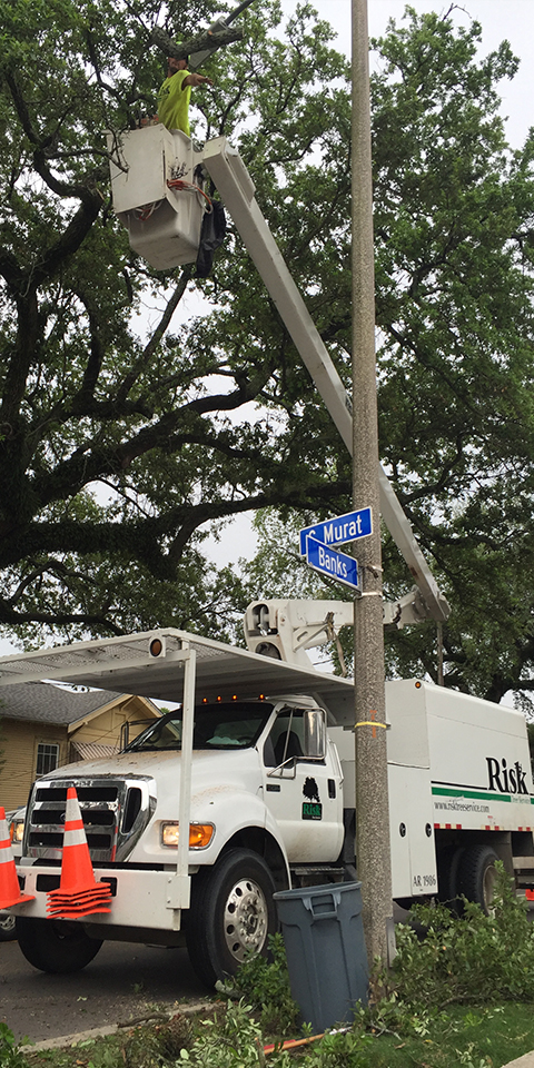 Risk Tree Service Team Cutting Trees -  New Orleans