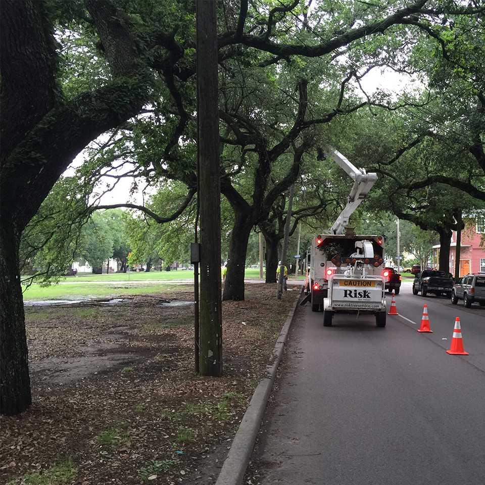Risk Tree Service Team Trimming Trees -  New Orleans