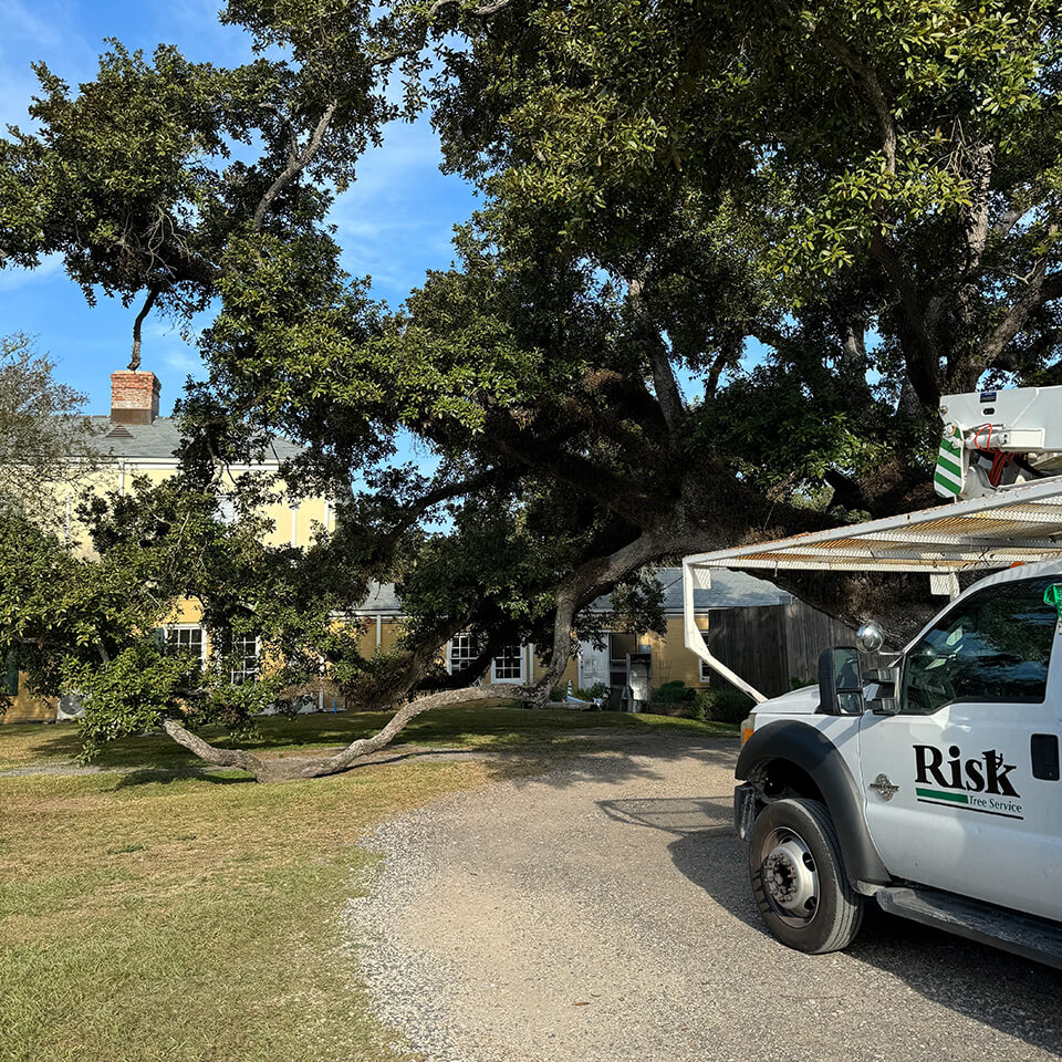 Risk Tree Service Team Trimming Trees -  New Orleans