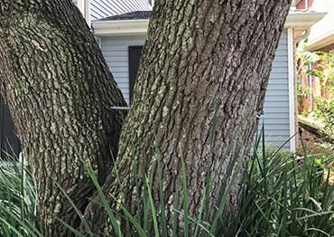 Tree Support Systems